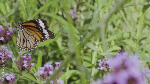 Butterfly injured healing on flowers Verbena bonariensis in natural garden in slow motion
