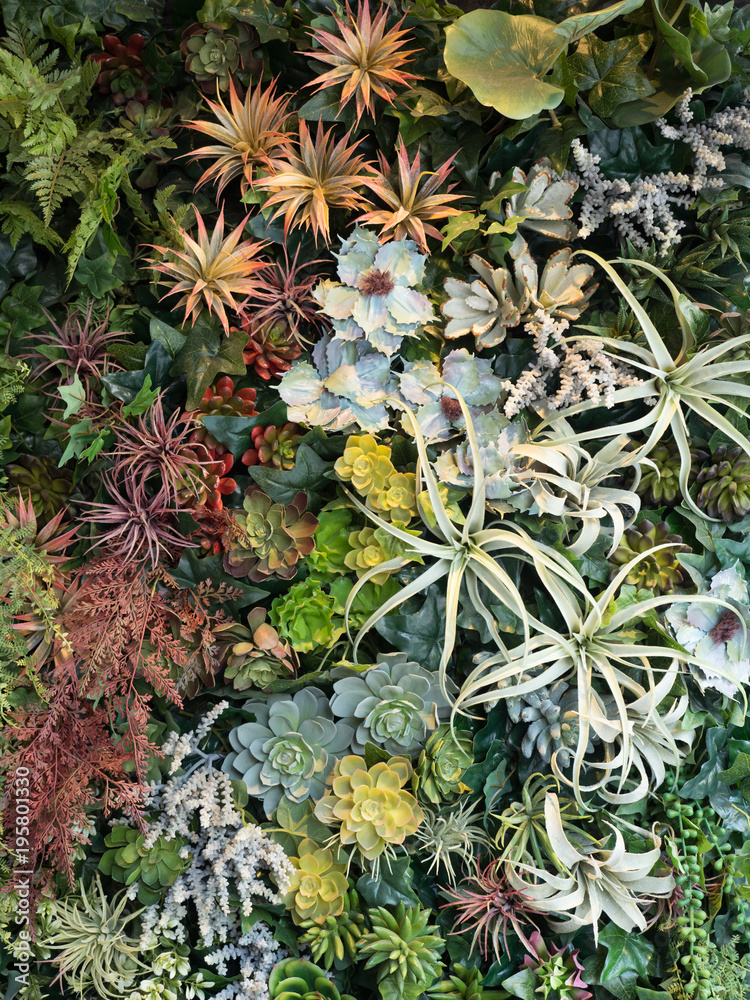 Obraz premium 観葉植物の寄せ植え
