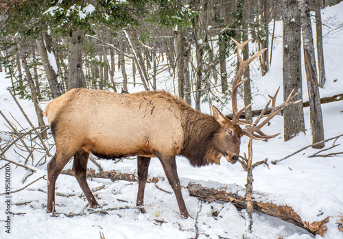 Fototapeta Naklejka Na Ścianę i Meble -  Elk Rattling Next to His Friend
