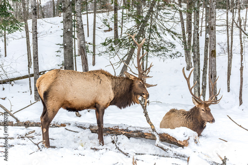 Fototapeta Naklejka Na Ścianę i Meble -  Elk Rattling Next to His Friend