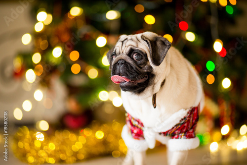 A pug dog sitting on the floor near a Christmas tree with garlands in a gnome costume