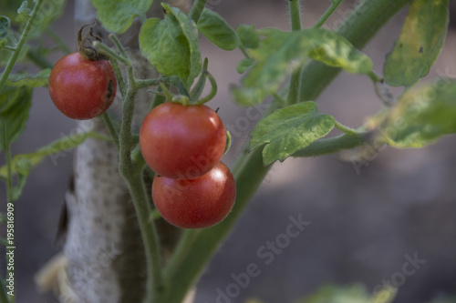 fresh tomato
