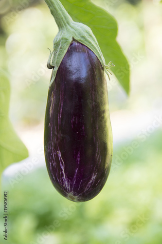 eggplant