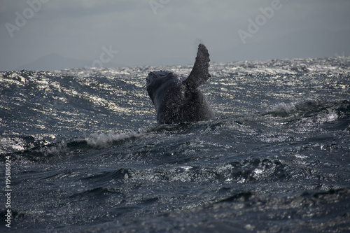 humpback whale