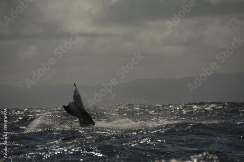 humpback whale