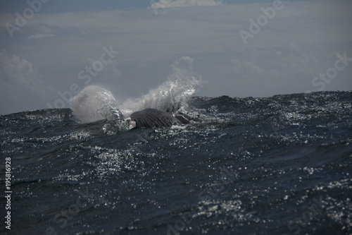 humpback whale