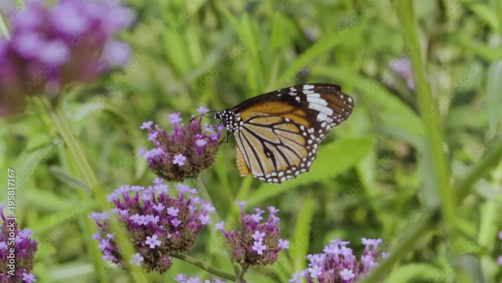 Butterfly injured healing on flowers Verbena bonariensis in natural garden in slow motion
Butterfly injured healing on flowers Verbena bonariensis in natural garden in slow motion