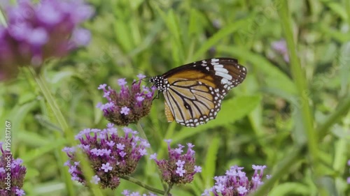 Butterfly injured healing on flowers Verbena bonariensis in natural garden in slow motion
