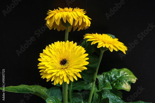 Yellow gebera (african daisy) on black background photo