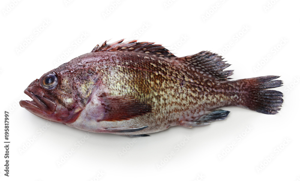 Naklejka premium fox jacopever isolated on white background 