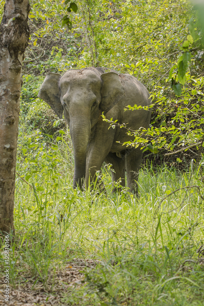 Fototapeta premium Asia wild elephants is so cute