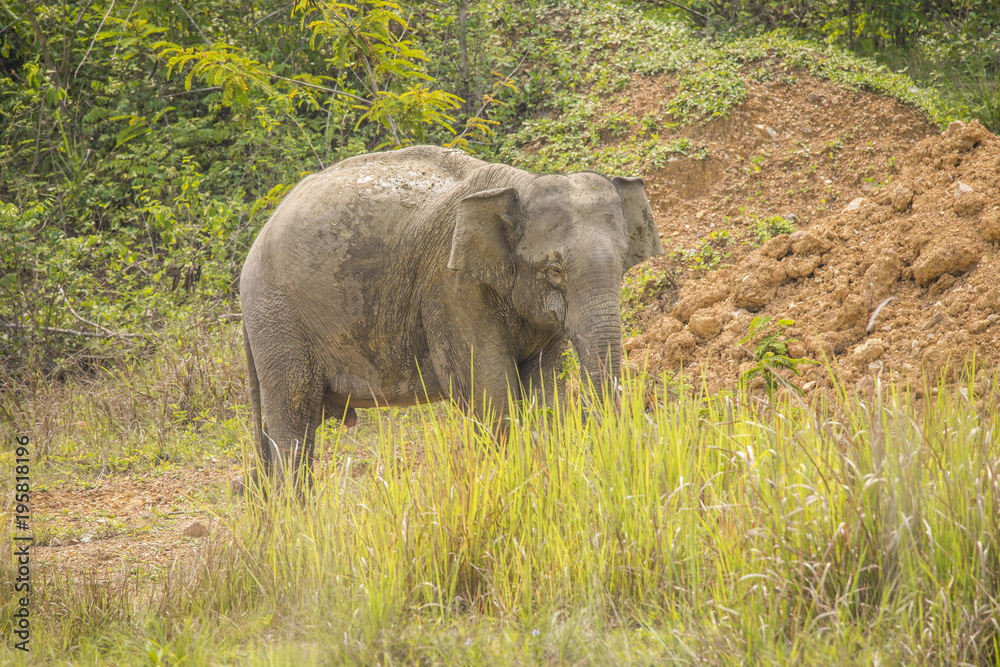 Asia wild elephants is so cute Asia wild elephants is so cute