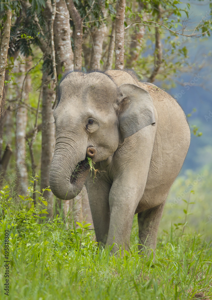 Fototapeta premium Asia wild elephants is so cute