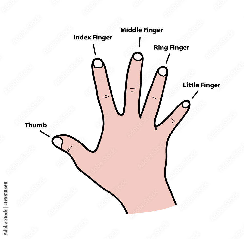 Fingers Names of Human Body Parts, a hand drawn vector cartoon ...