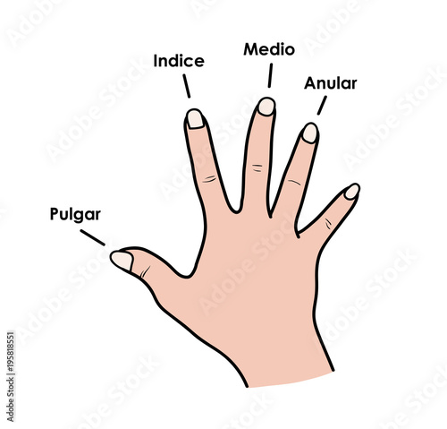 PIMA Fingers Technique on Classical Guitar, a hand drawn vector cartoon illustration of fingerpick guitar technique.