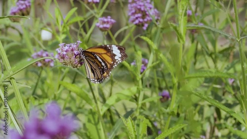 Butterfly injured healing on flowers Verbena bonariensis in natural garden in slow motion

