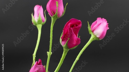 Fail of time lapse of single red and pink roses until dead on dark background