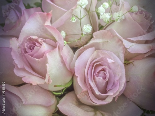 Bouquet of fresh light pink roses © loga25
