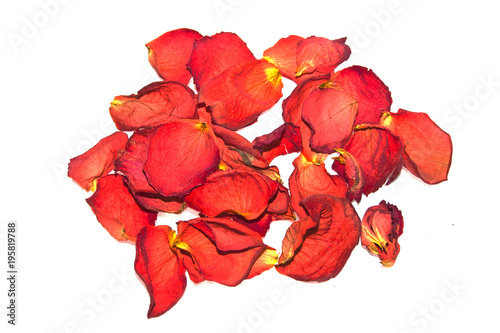 rose petals isolated on white background