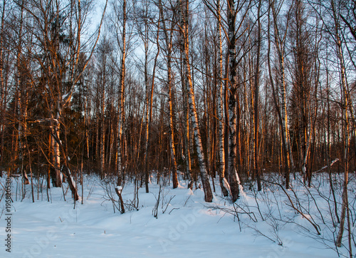 winter, snow, forest, landscape, tree, cold.