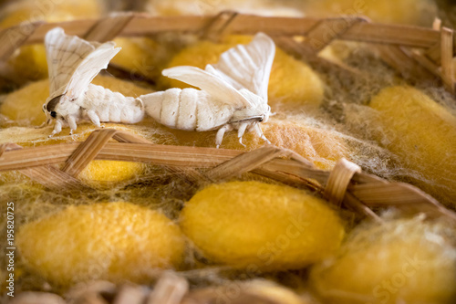 Closed up of group yellow cocoon of silk worm and butterfly still breed in weave nest background