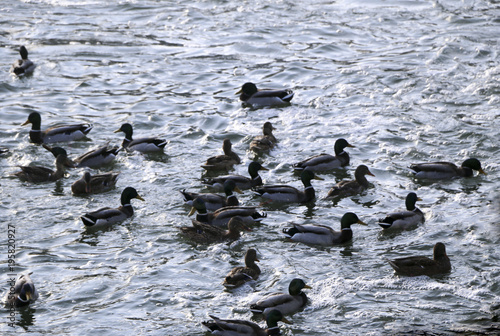 Flock ducks on frozen pond in snowy park