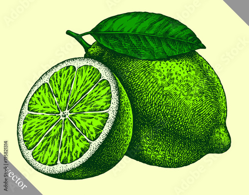 Engrave isolated lime hand drawn graphic vector illustration