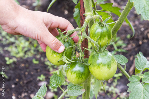 A hand tears off a green tomato. Healthy food. Organic food. photo