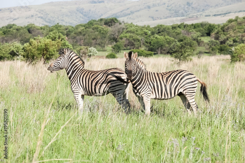 African Zebra on safari in a South African game reserve