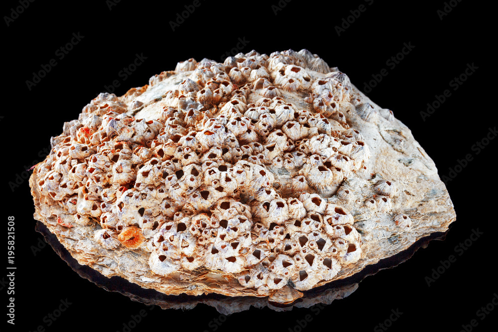 Natural pearl shell with reflection on a bright black background. Macro Natural pearl shell with reflection on a bright black background. Macro