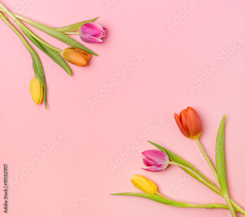 Fototapeta Naklejka Na Ścianę i Meble -  Beautiful Spring Flowers Background Bunch of Tulip Flowers on Pink Background Top View Square Frame