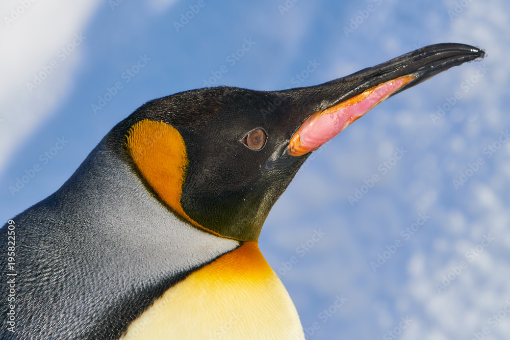 キングペンギンの顔 Stock 写真 Adobe Stock