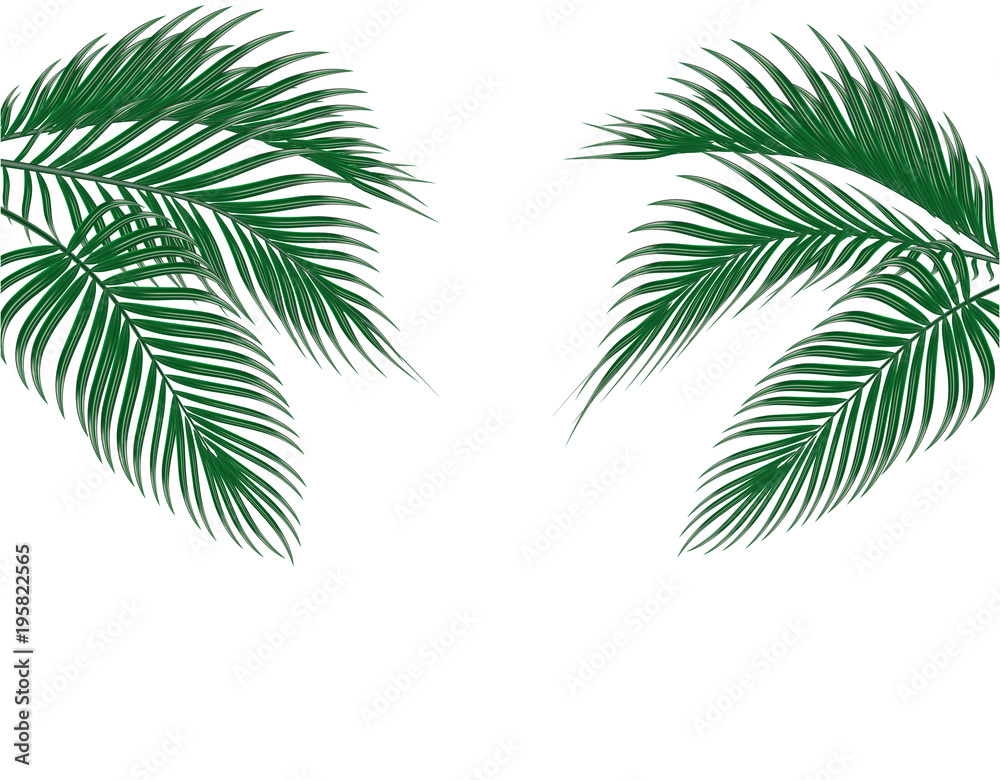 Naklejka premium Different in form tropical dark green palm leaves on both sides. Isolated on white background. illustration