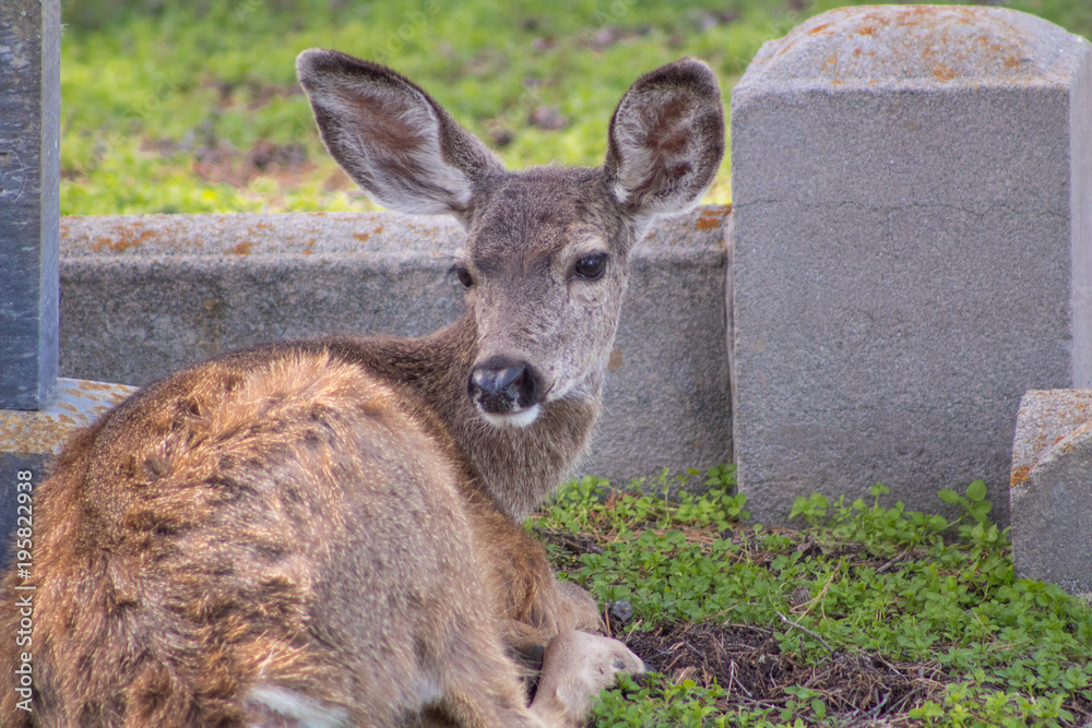 Fototapeta premium California Deer Coastal