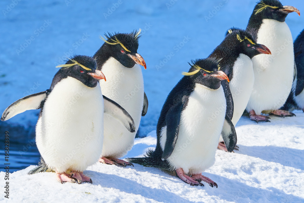 Obraz premium イワトビペンギン 