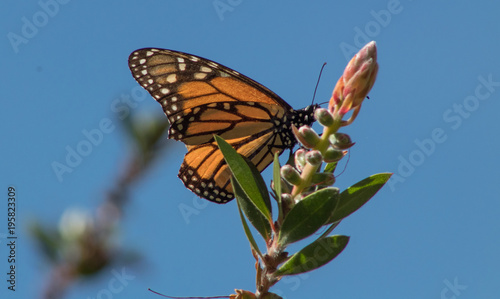 Monarch Butterfly California © Neil Aronson