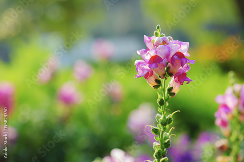 beautiful snapdragon flower blooming in garden