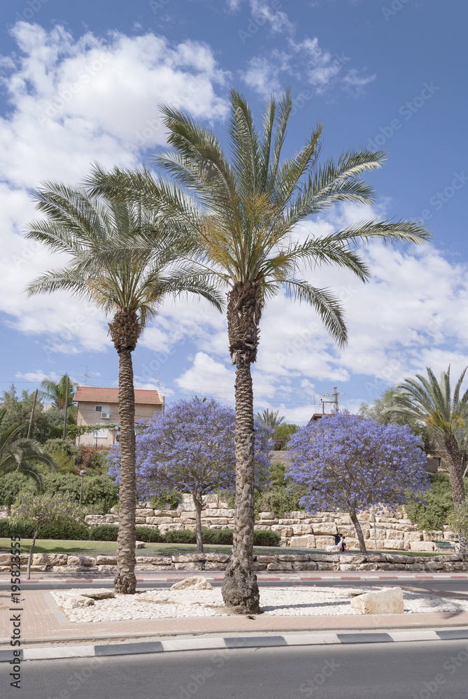 Fototapeta premium kwitnące drzewa jacaranda w Beer Sheva, Izrael