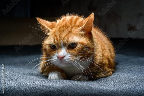 curious cat lies on the bed