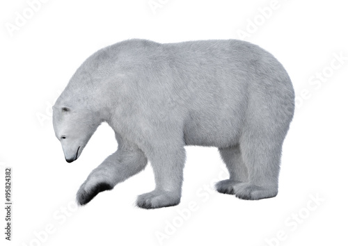 3D Rendering Polar Bear on White