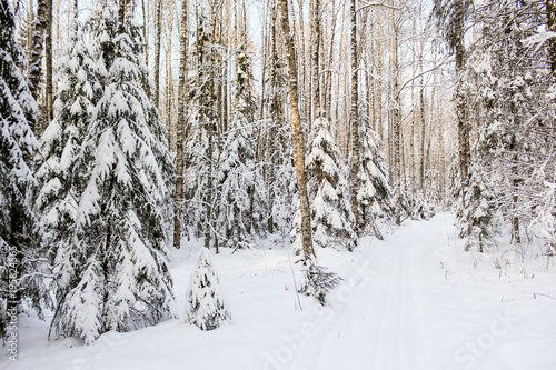 White winter forest.