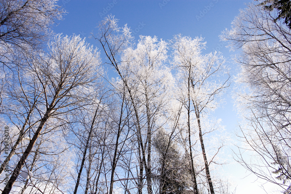 Frosty tree crowns.