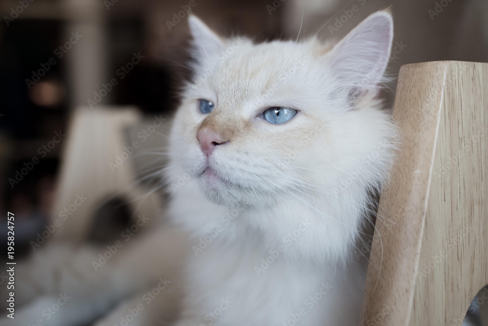 Kitten beautiful yellow eyes.