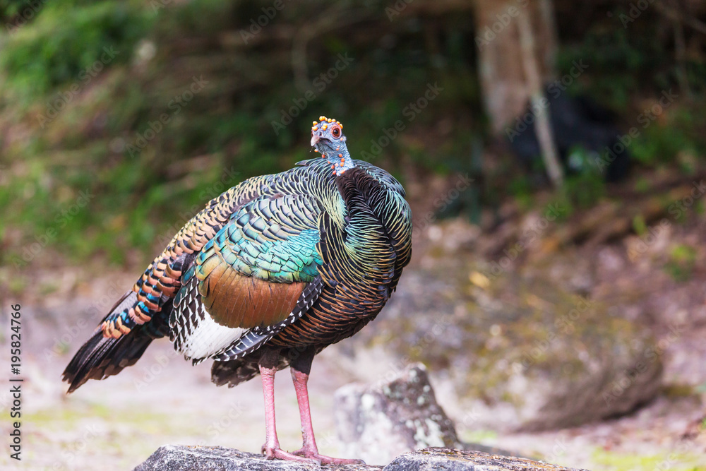 Obraz premium Turkey in Guatemala