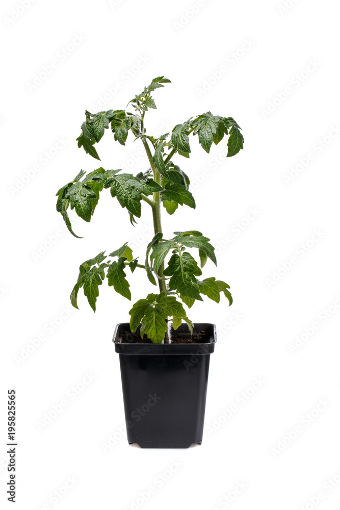 Tomato seedling in black flowerpot isolated on white Tomato seedling in black flowerpot isolated on white