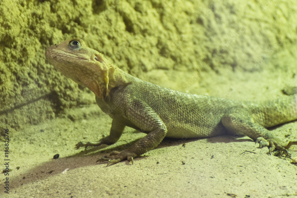 Lepidothyris scink, lizard in terrarium. Lepidothyris scink, lizard in terrarium.