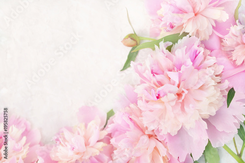 Summer blossoming delicate peony frame  blooming peonies flowers festive background  pastel and soft floral card  selective focus  toned