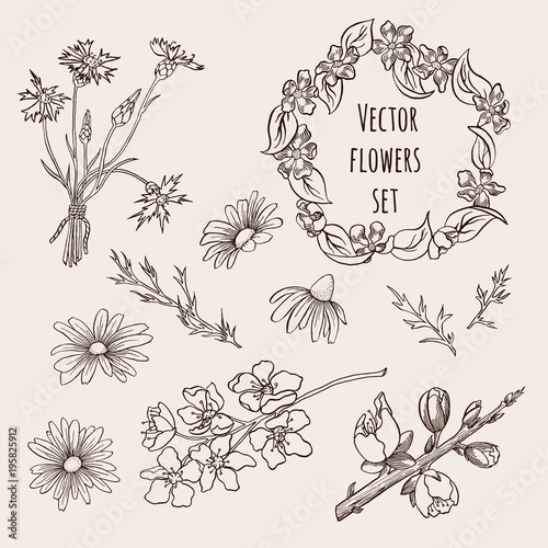 Fototapeta Naklejka Na Ścianę i Meble -  Set of hand drawn graphic flowers in vector EPS8