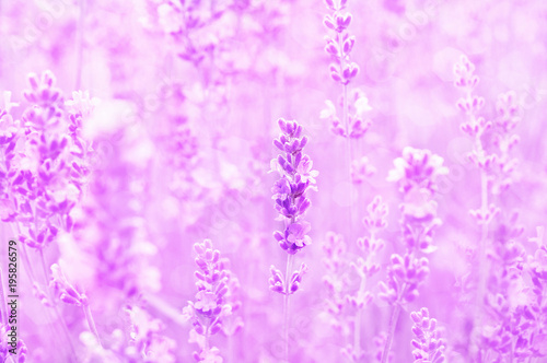 Summer blossoming lavender background  selective focus  shallow DOF  toned  light bokeh background  pastel and soft floral card