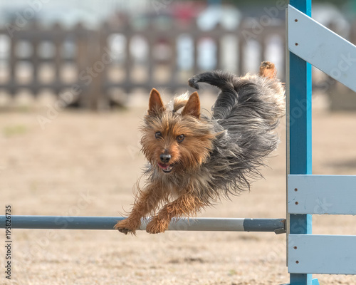 Obraz na plátne Australian Silky Terrier jumps over an agility hurdle in agility competition